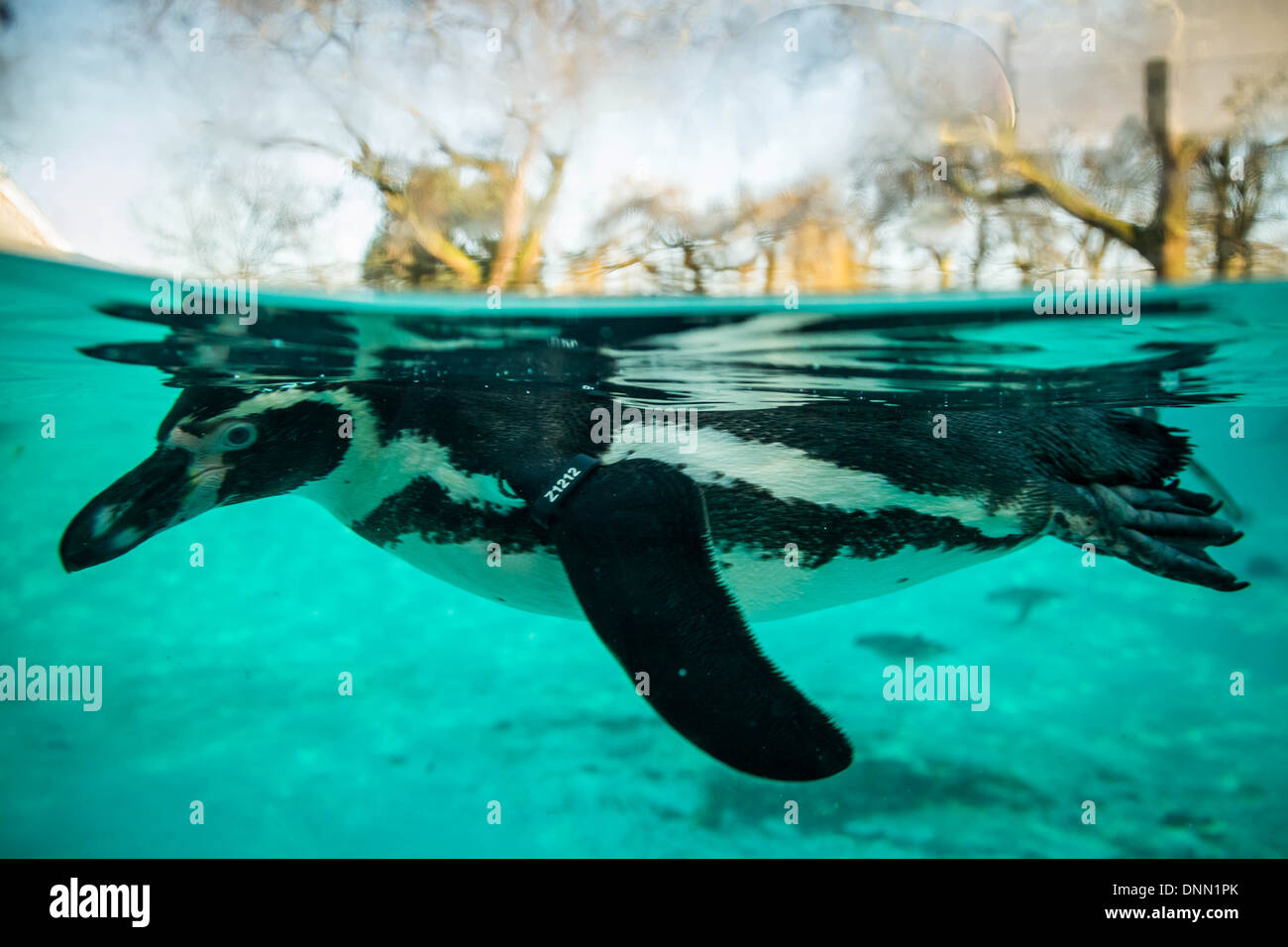 Humboldt penguins are recorded during ZSL London Zoo's annual stocktake