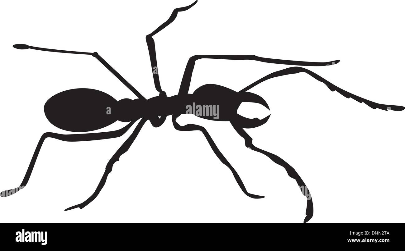 Illustration of an ant silhouette on white background Stock Vector ...