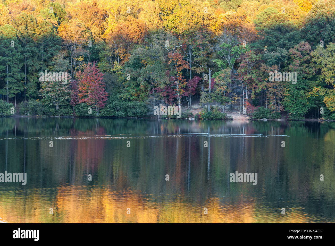 Autumn trees at sunset reflect in the still lake bordering Stone Mountain Park's campground near Atlanta, Georgia. (USA) Stock Photo