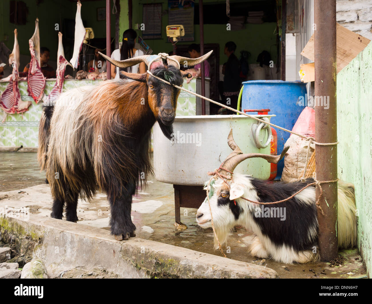 Goat Slaughter Stock Photos & Goat Slaughter Stock Images 