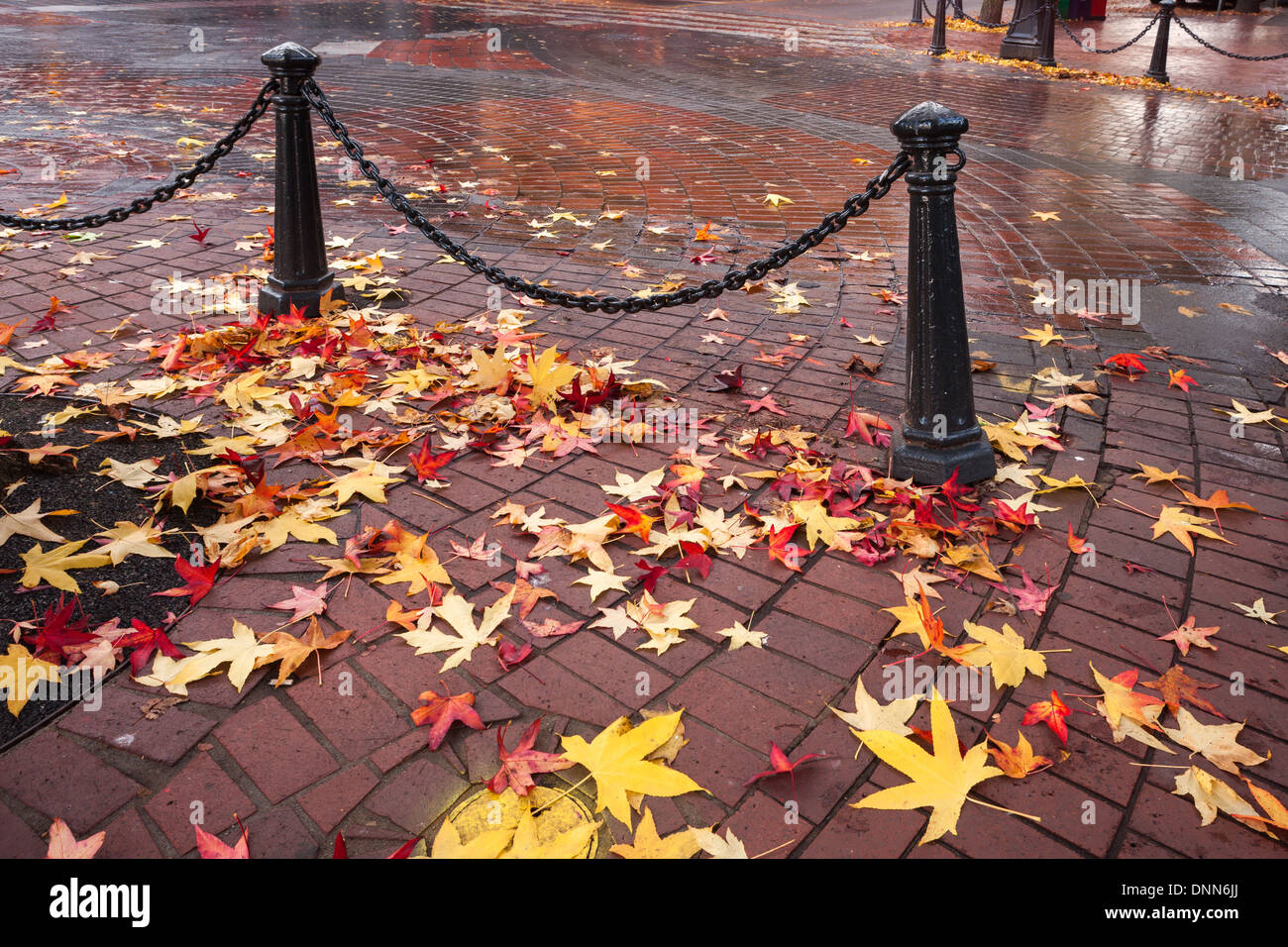 Vancouver Fall Colors Stock Photo - Alamy