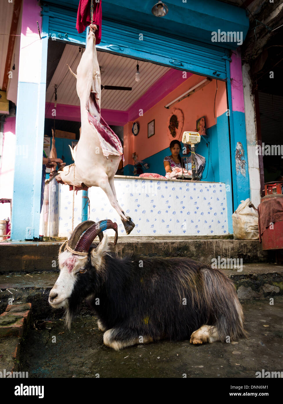 Goat Slaughter Stock Photos & Goat Slaughter Stock Images 
