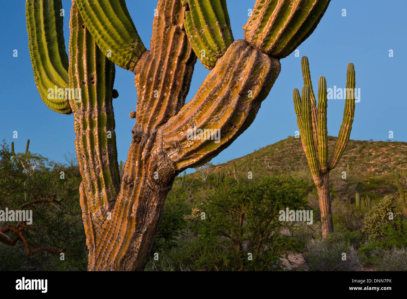 Cardon Cactus (Pachycereus pringlei) at sunrise in Baja, Mexico Stock Photo