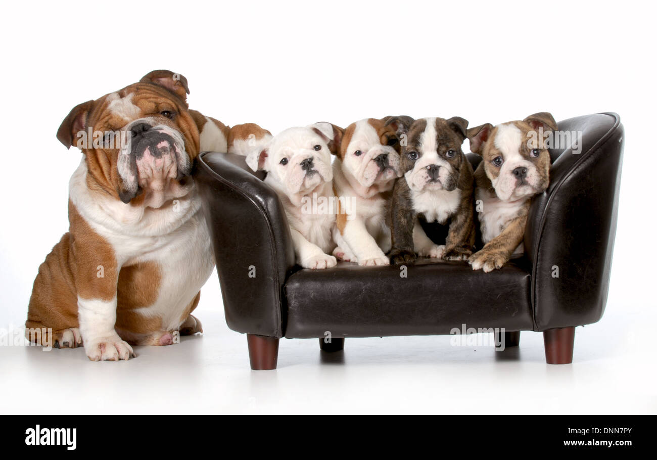 dog family english bulldog father sitting beside litter of four