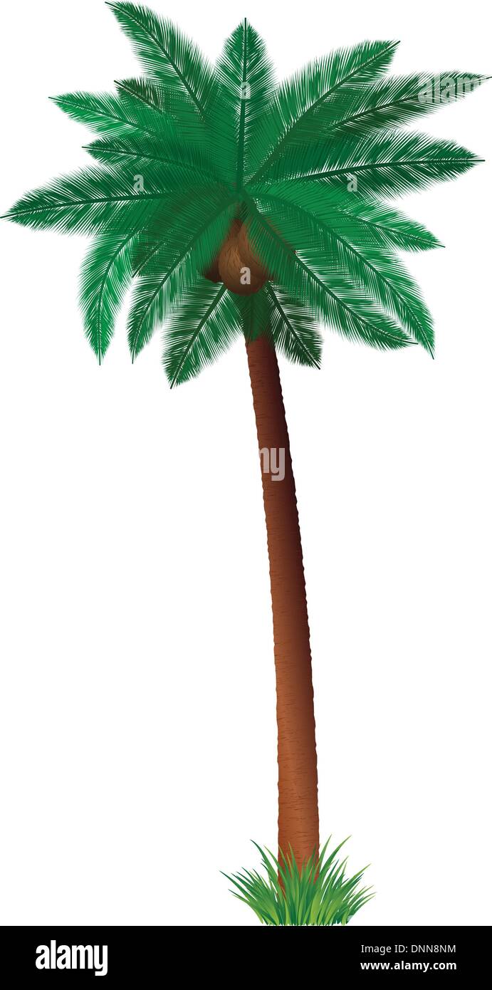 Detailed illustration of a palm tree with coconuts Stock Vector Image