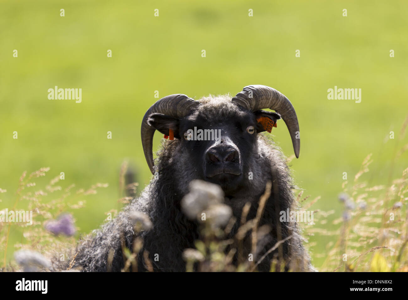 Short curly horns hi-res stock photography and images - Alamy Short curly horns hi-res stock photography and images - Alamy