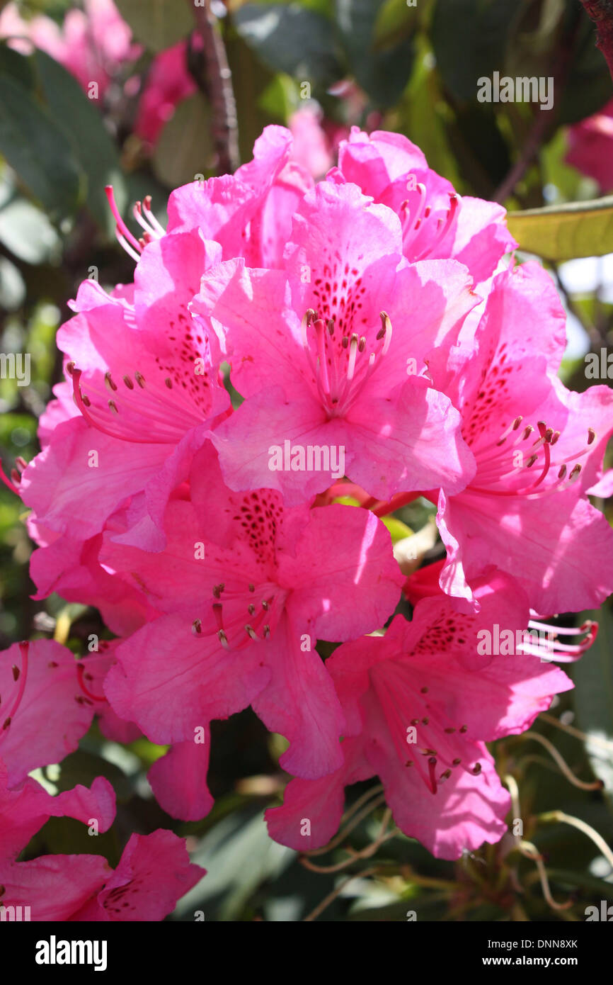 A beautiful bright pink Rhododendron flower. Stock Photo