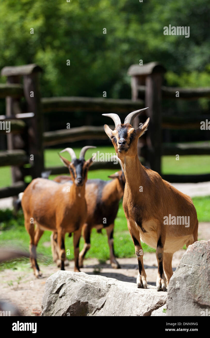 Family of goats in the clearing Stock Photo