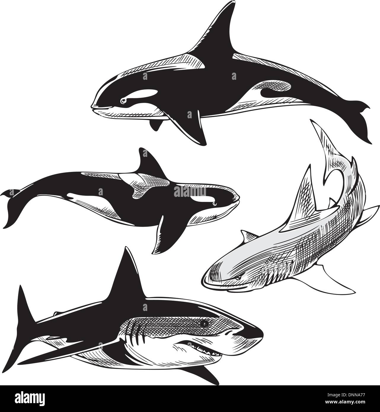 Sharks and killer whales. Set of black and white vector illustrations. Stock Vector
