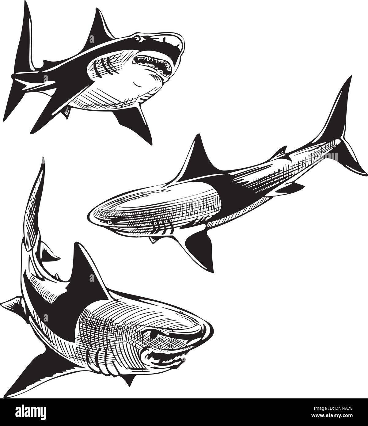 Three sharks. Set of black and white vector illustrations. Stock Vector