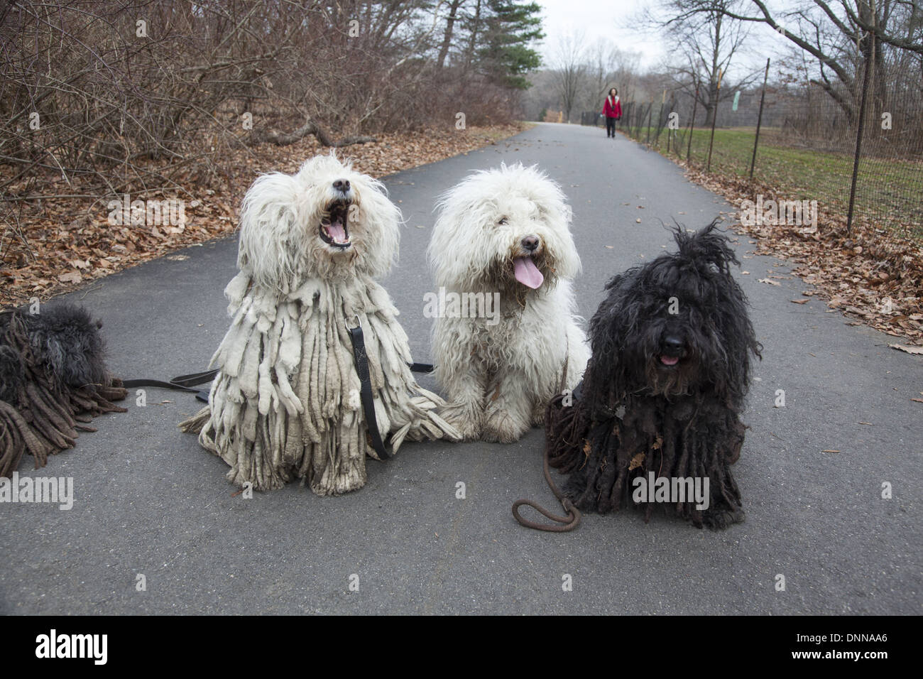 The Puli is a small-medium breed of Hungarian herding and livestock guarding dog known for its long, corded coat. Stock Photo