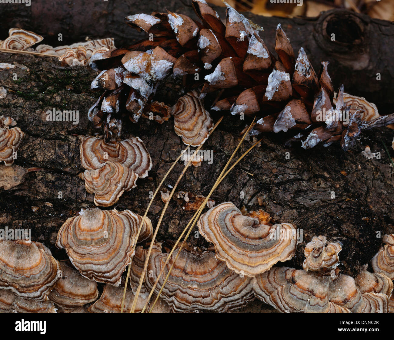 Turkey-tail mushrooms growing on pine log with cone and needles Stock Photo