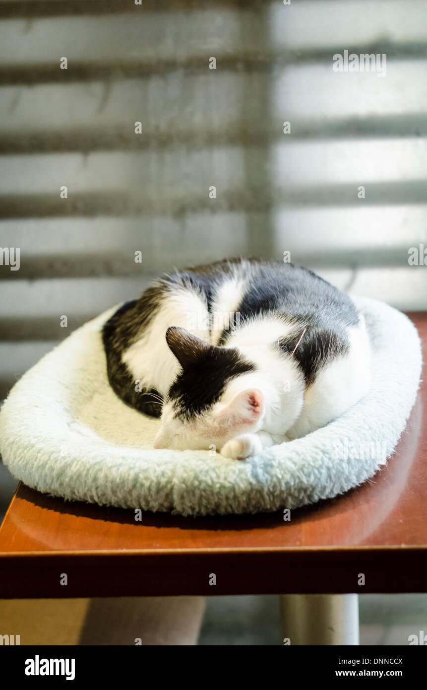 Cats relaxing in a cat cafe in Taipei. This is the place of the