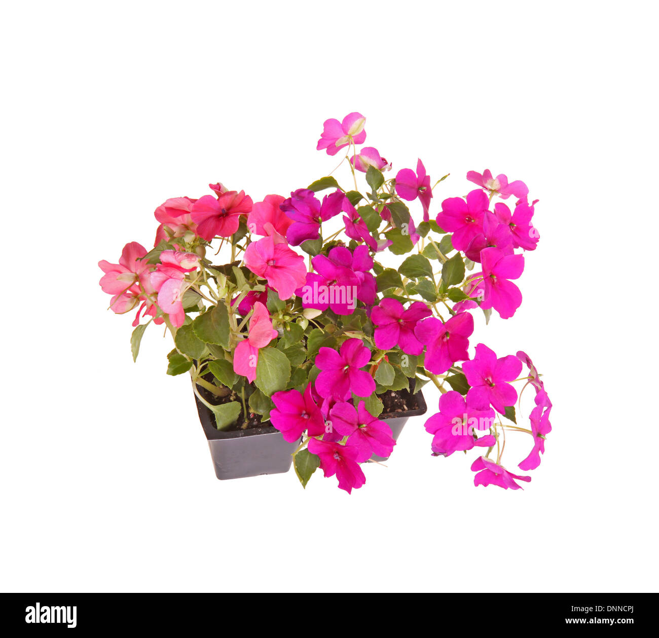 Two seedlings of impatiens plants (Impatiens wallerana) flowering in