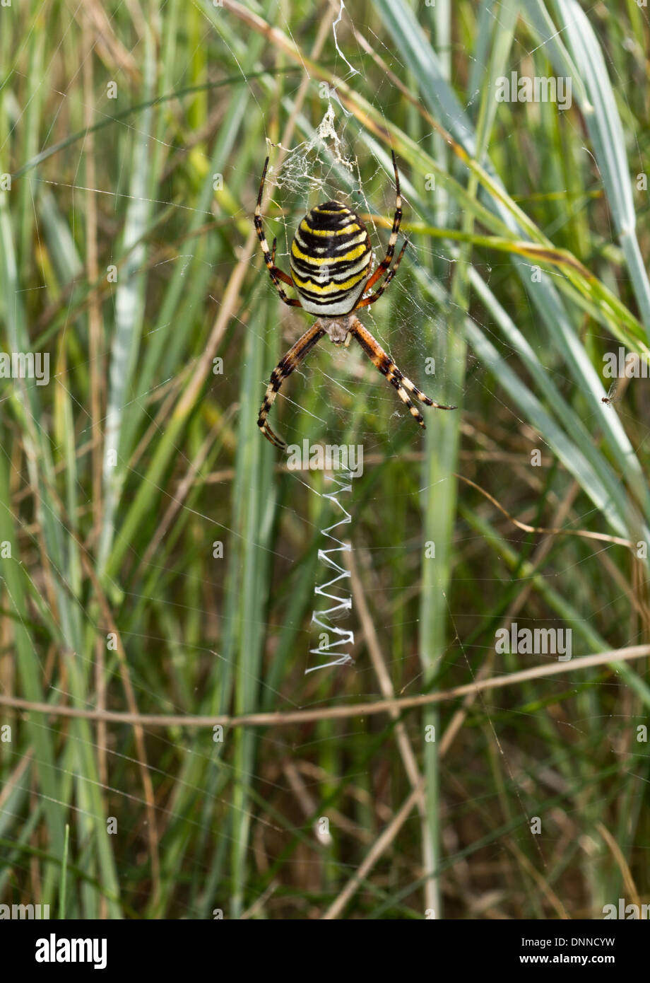 Wasp Spider - Argiope bruennichi - Female Stock Photo