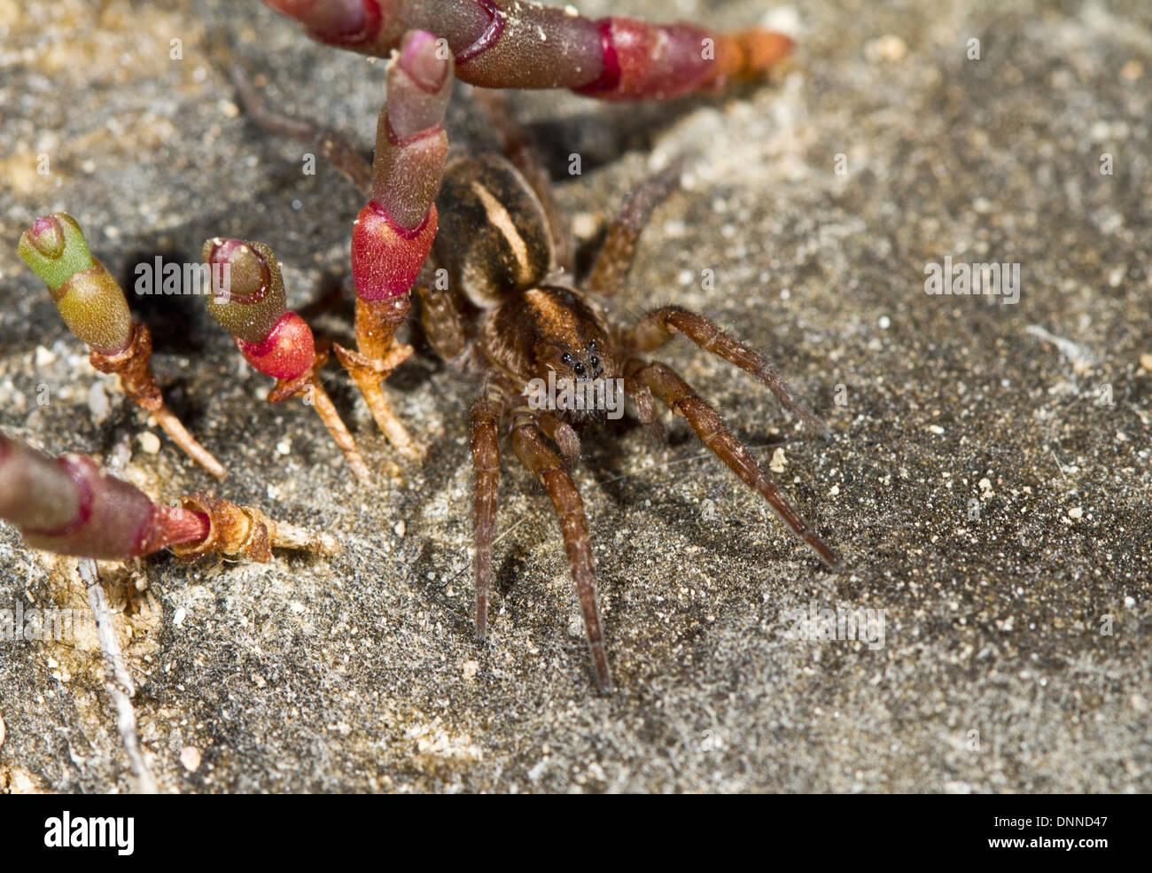 Yellow-Striped Bear Spider - Arctosa fulvolineata. A Wolf Spider specialist of saltmarshes Stock Photo