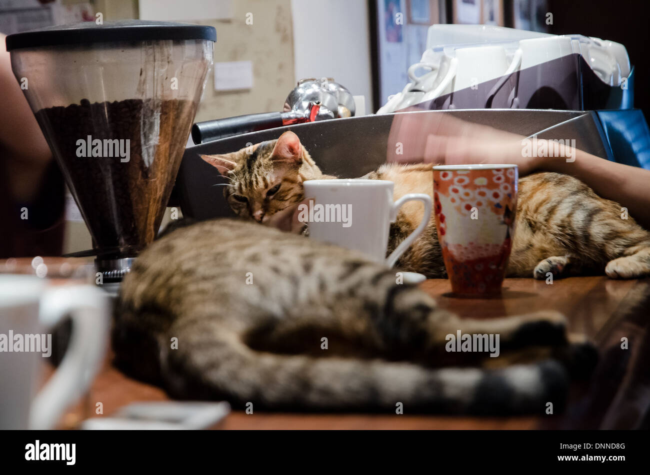 Take to the cafe where the most cats in some hundred thousand 🐈, MALI CAT  CAFE🥤, Gallery posted by เที่ยวTRIP🛩️