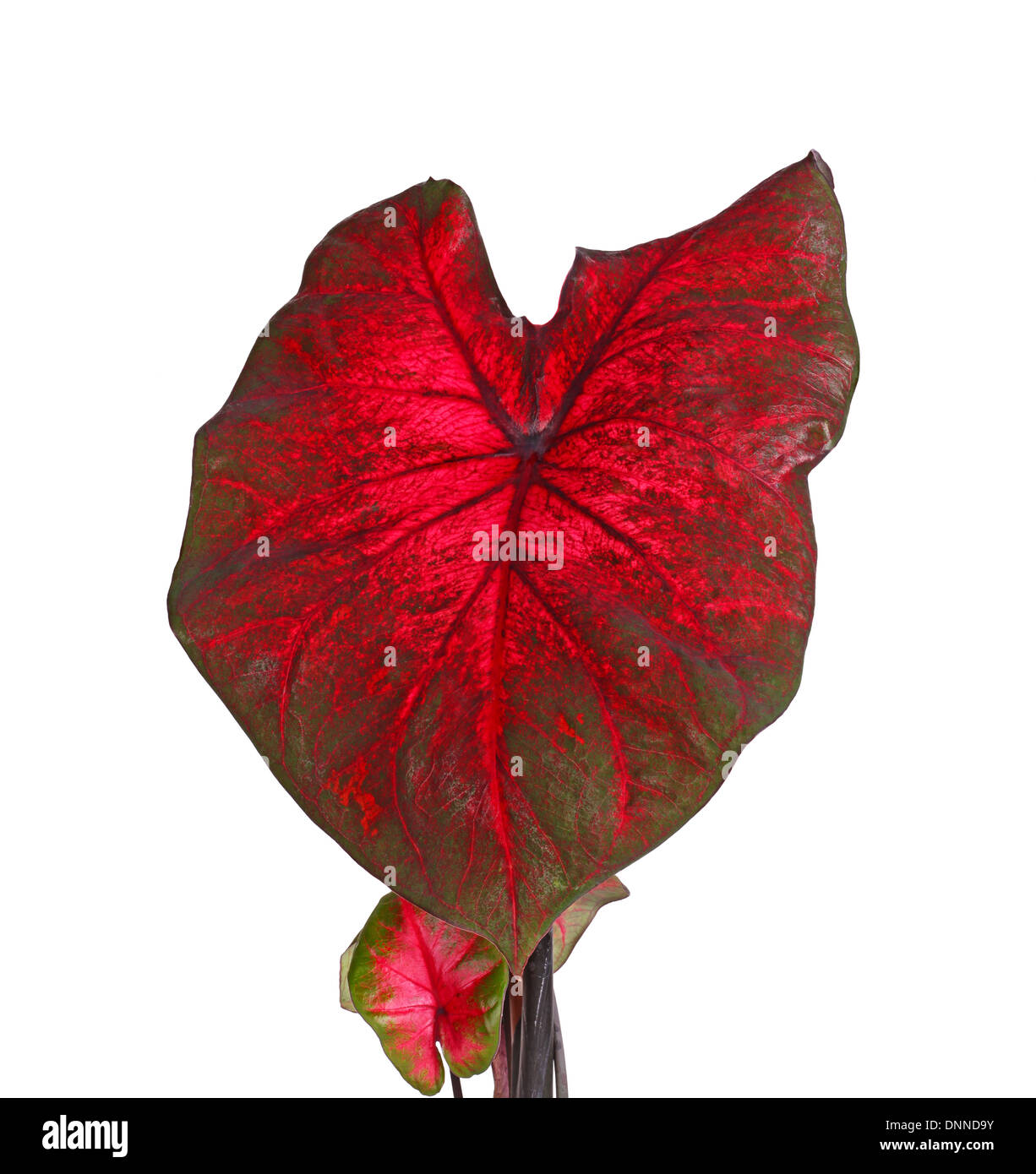 Red and green leaves of a caladium cultivar (Caladium bicolor) isolated against a white background Stock Photo