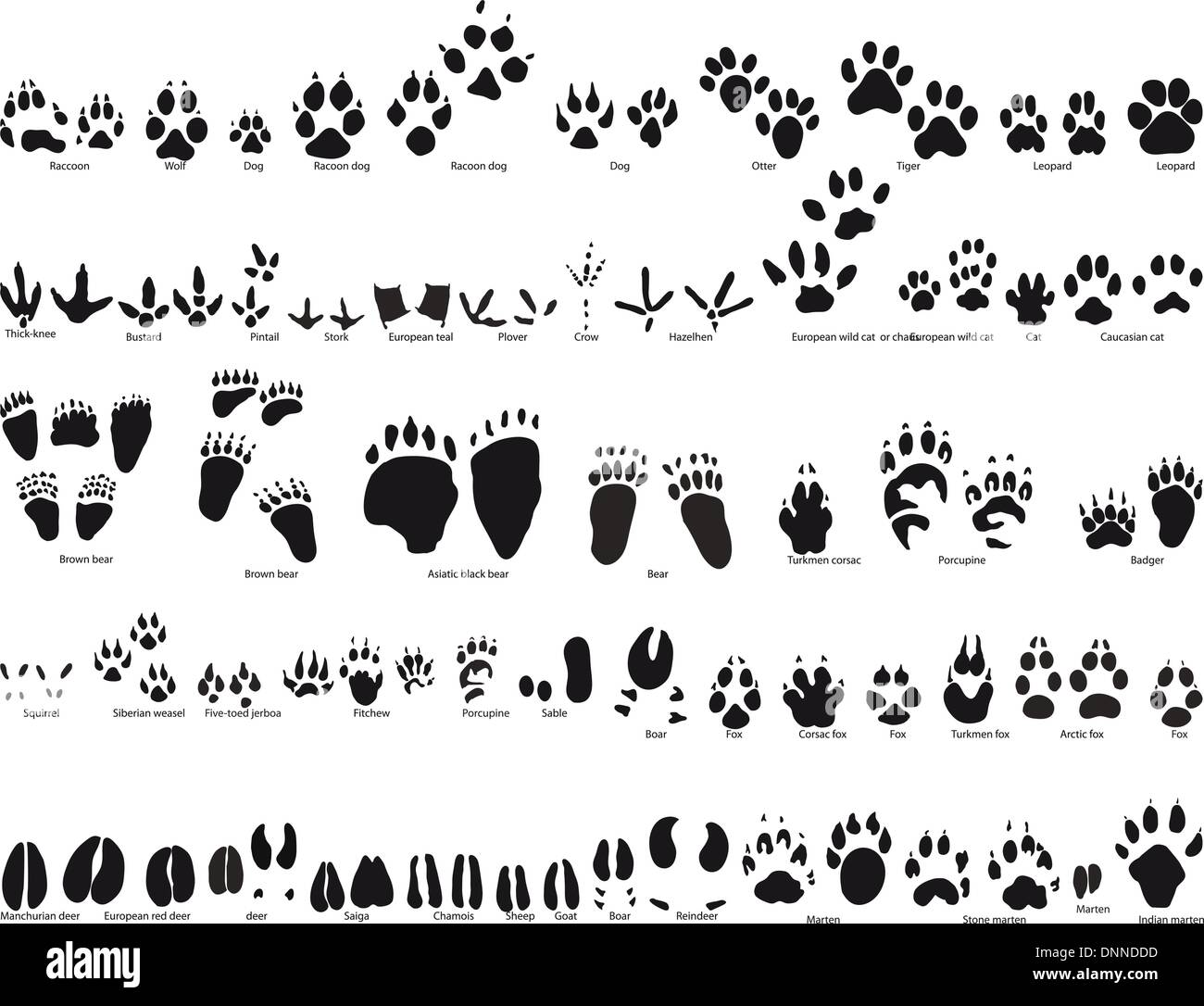 Biggest collection of animal and bird trails with name Stock Vector