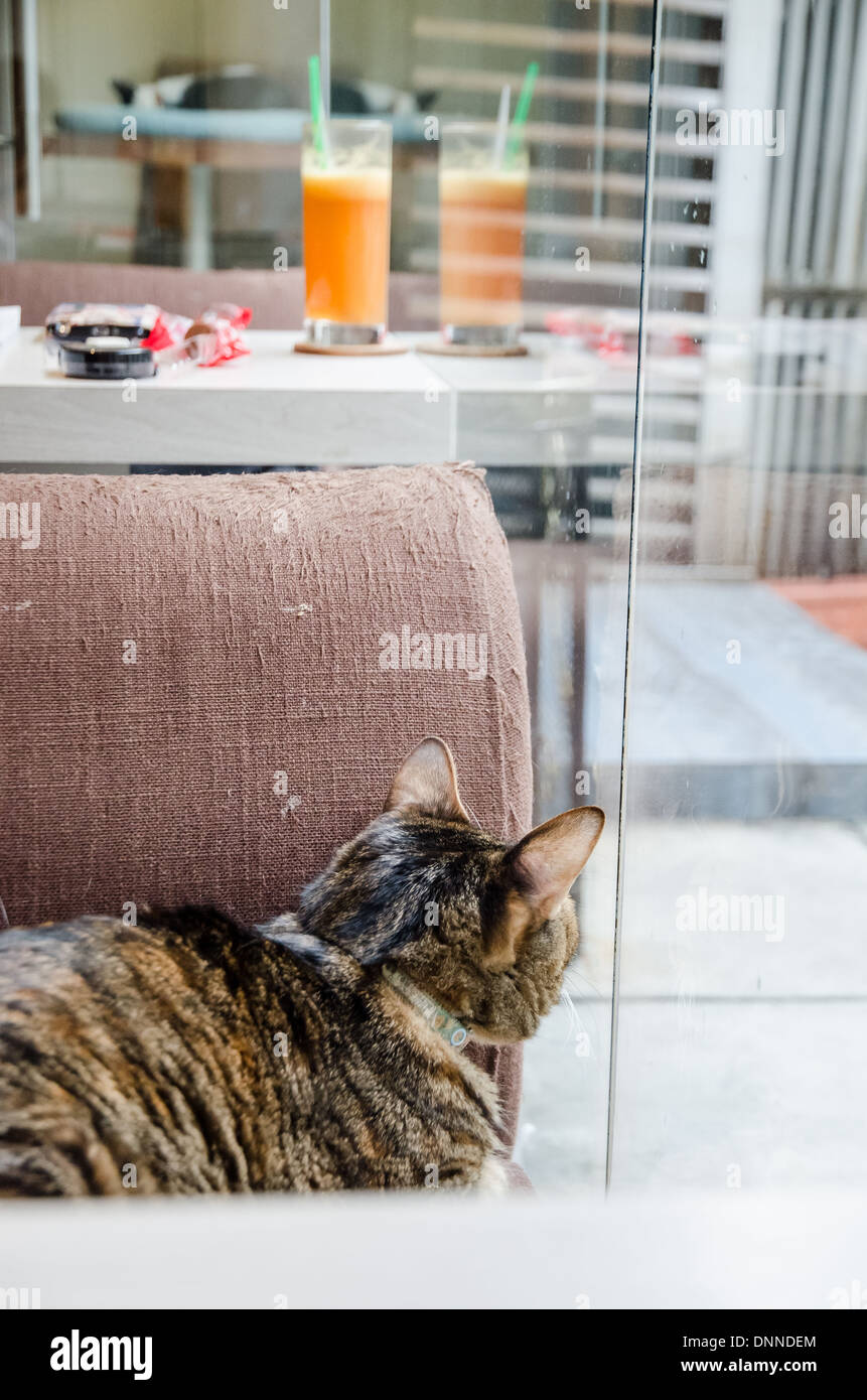Cats relaxing in a cat cafe in Taipei. This is the place of the