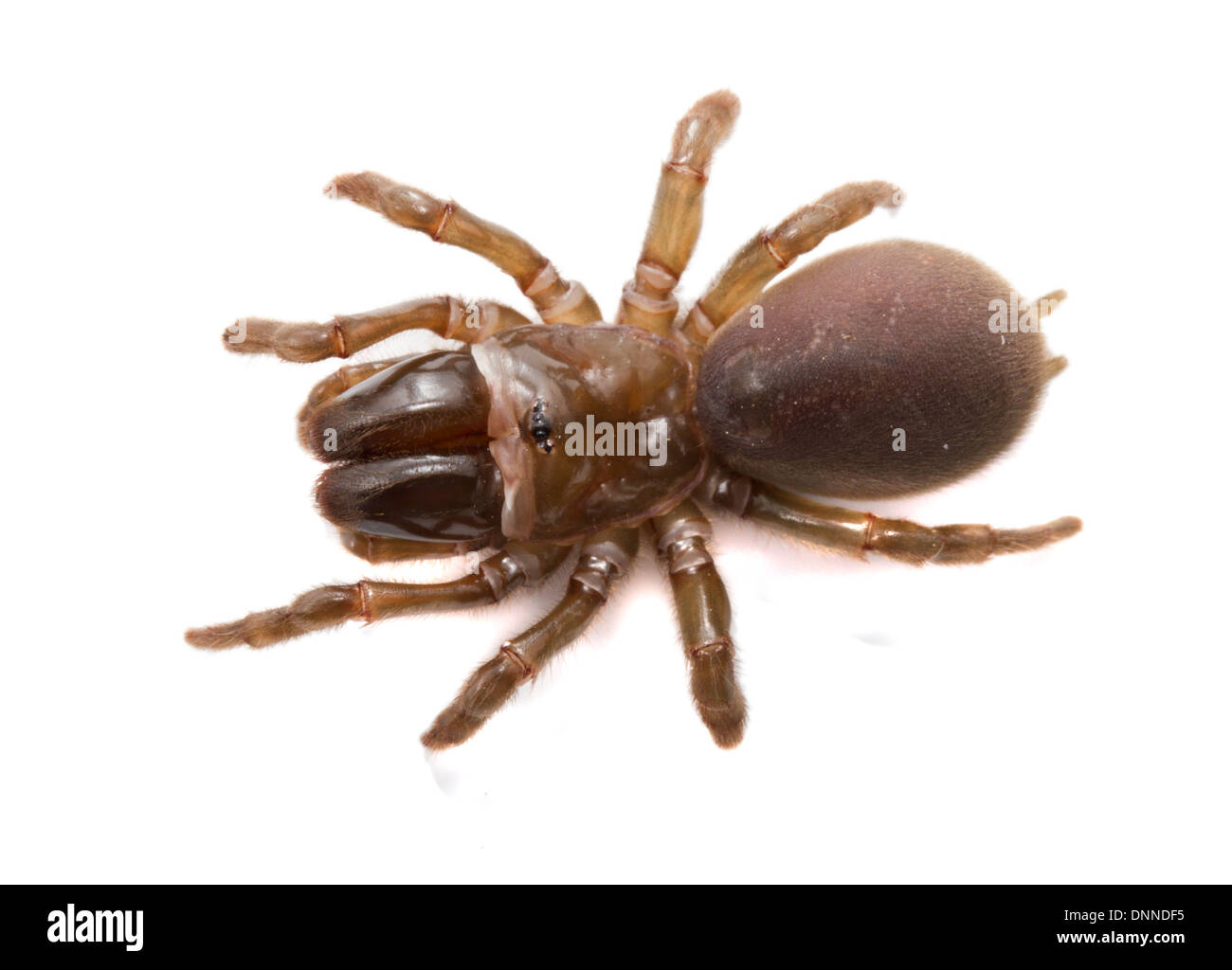 Purse-Web Spider - Atypus affinis, Atypidae - Female Stock Photo