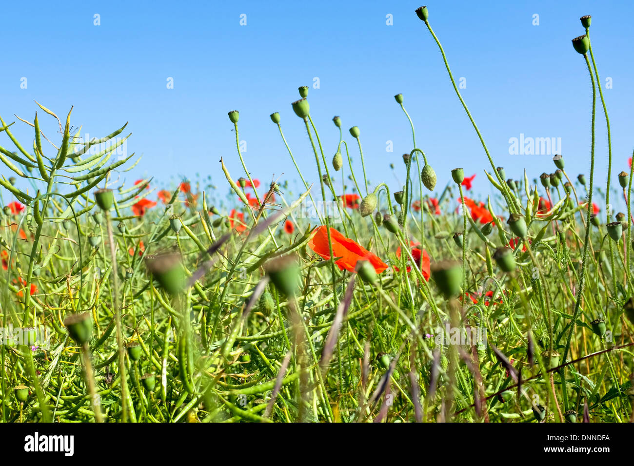 close up of poppy field showing flower heads and seed cases blowing in the wind against a blue sky Stock Photo
