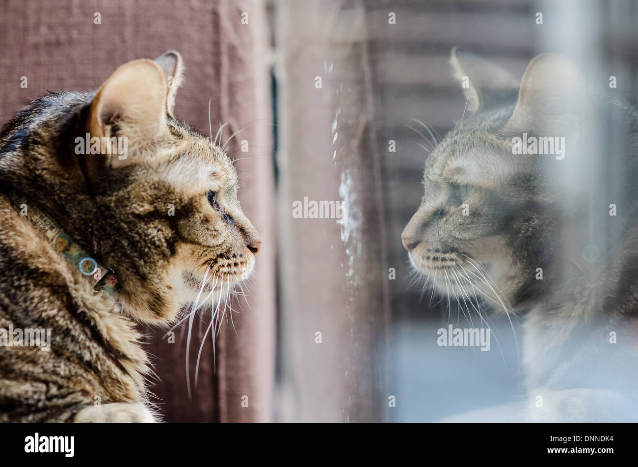 Cats relaxing in a cat cafe in Taipei. This is the place of the