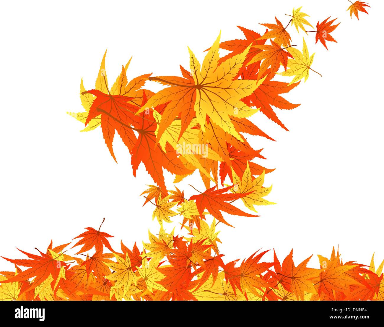 Maple tree twisted branches hi-res stock photography and images - Alamy