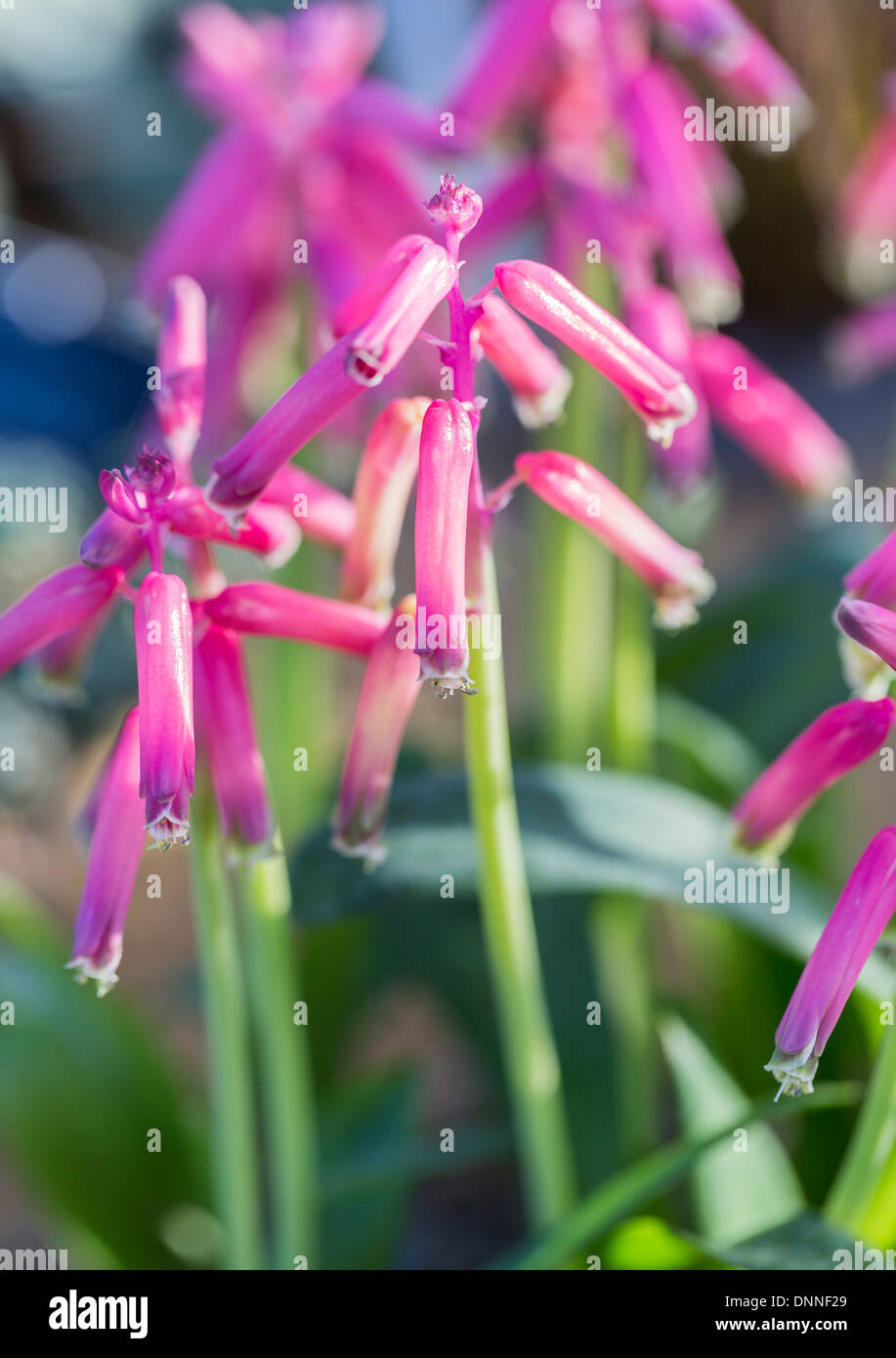 Lachenalia bulbifera, a purple to pink bulbous plant with tubular flowers originating from the Western Cape of South Africa Stock Photo