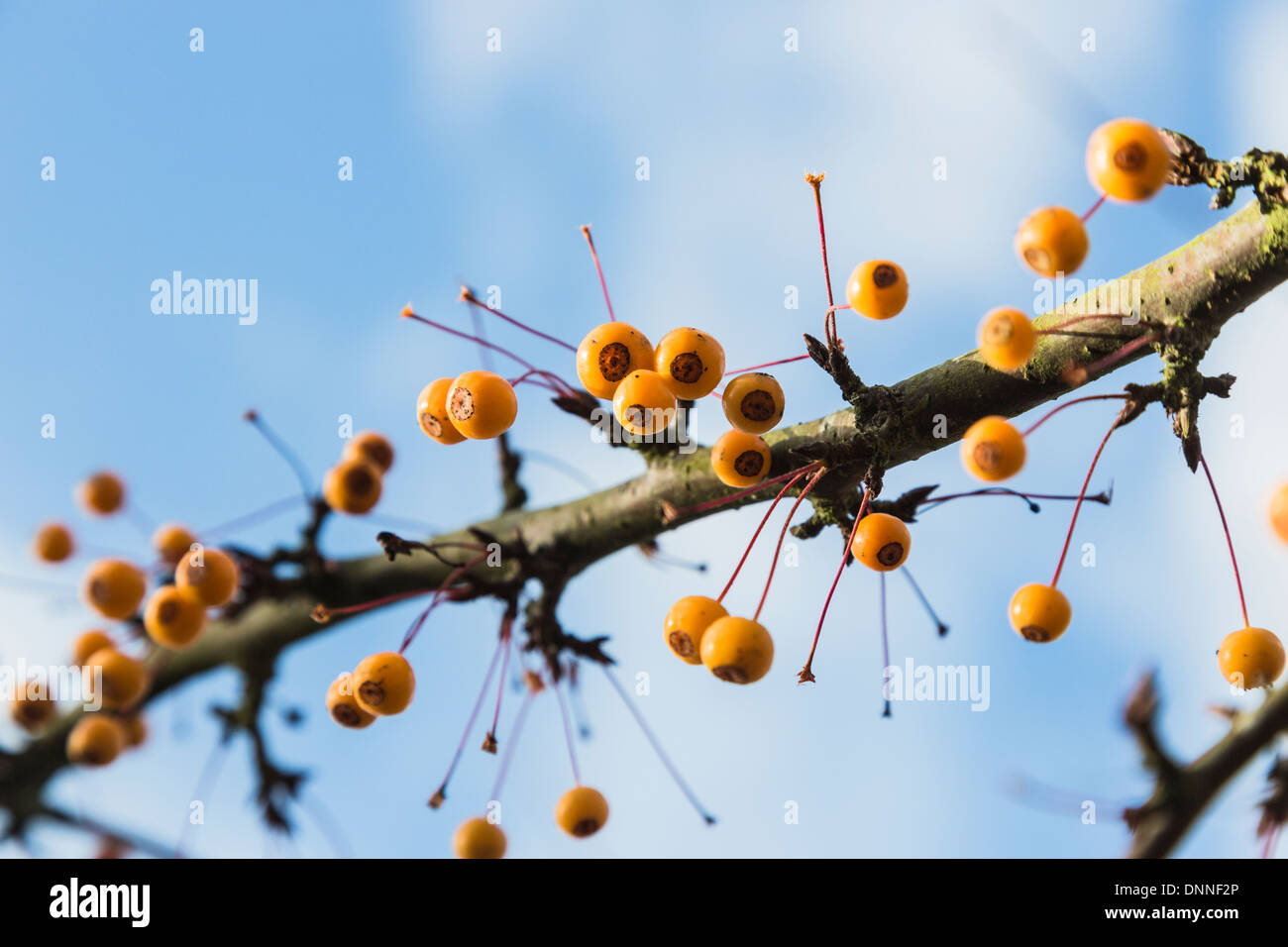 Yellow crab apple fruits of Malus transitoria against blue sky in