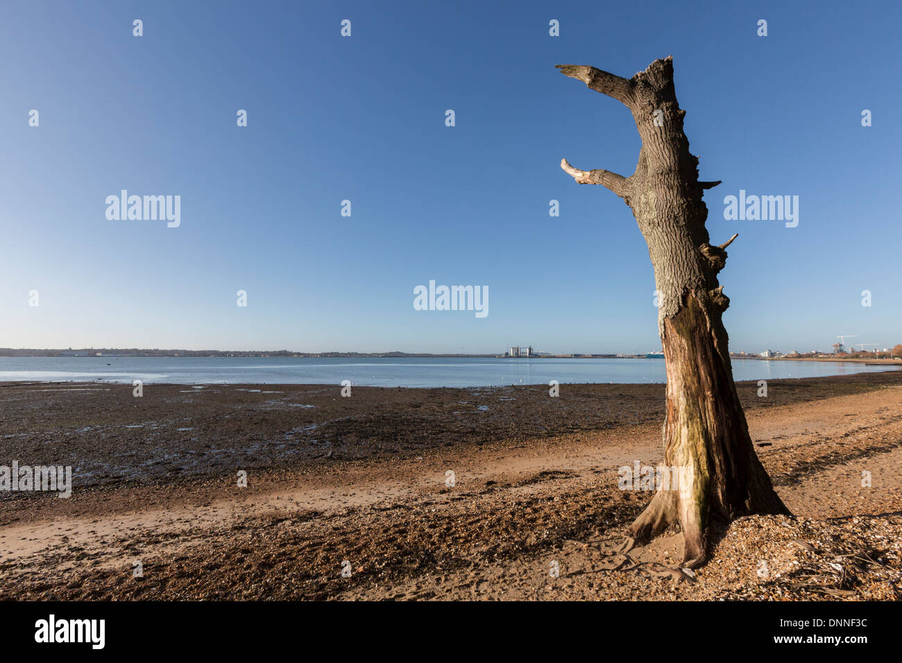Dead tree and beach Stock Photo