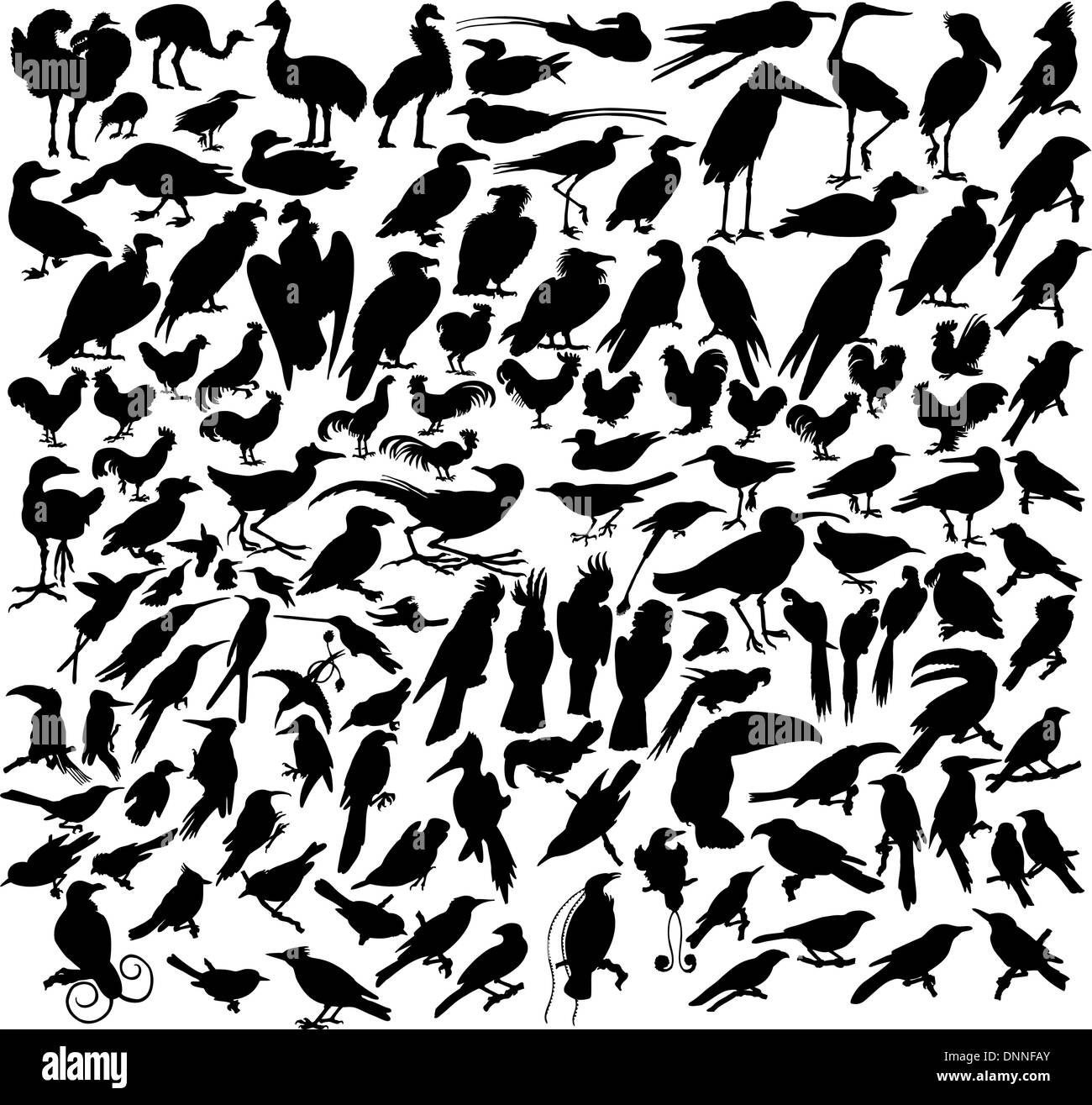 Vector illustrations black silhouettes birds on white Stock Vector