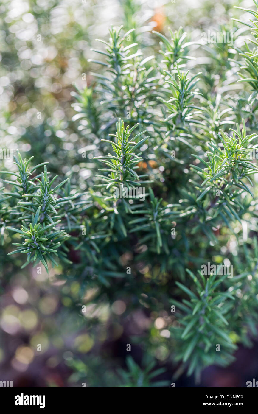 Thymus camphoratus, or camphor thyme, a herb originating from Portugal