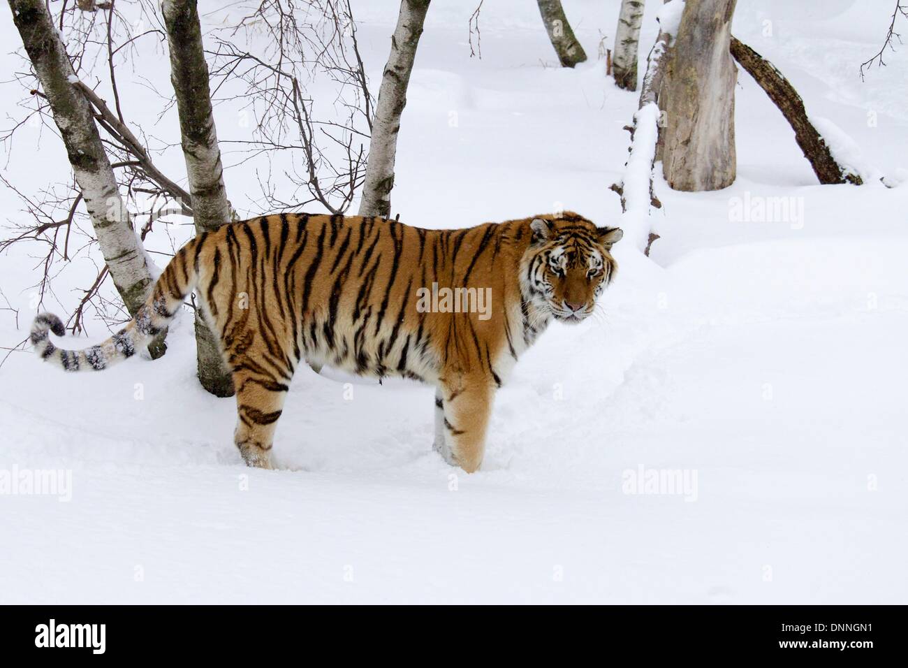 Chicago, Illinois, USA. 2nd January 2014. An Amur tiger surveys its snowy enclosure at Lincoln Park Zoo. A lake effect storm off Lake Michigan dumped several inches of fluffy powder on the area. Credit:  Todd Bannor/Alamy Live News Stock Photo