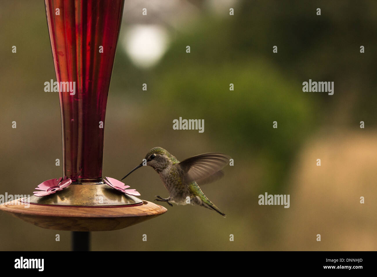 At a hummingbird feeder hi-res stock photography and images - Alamy