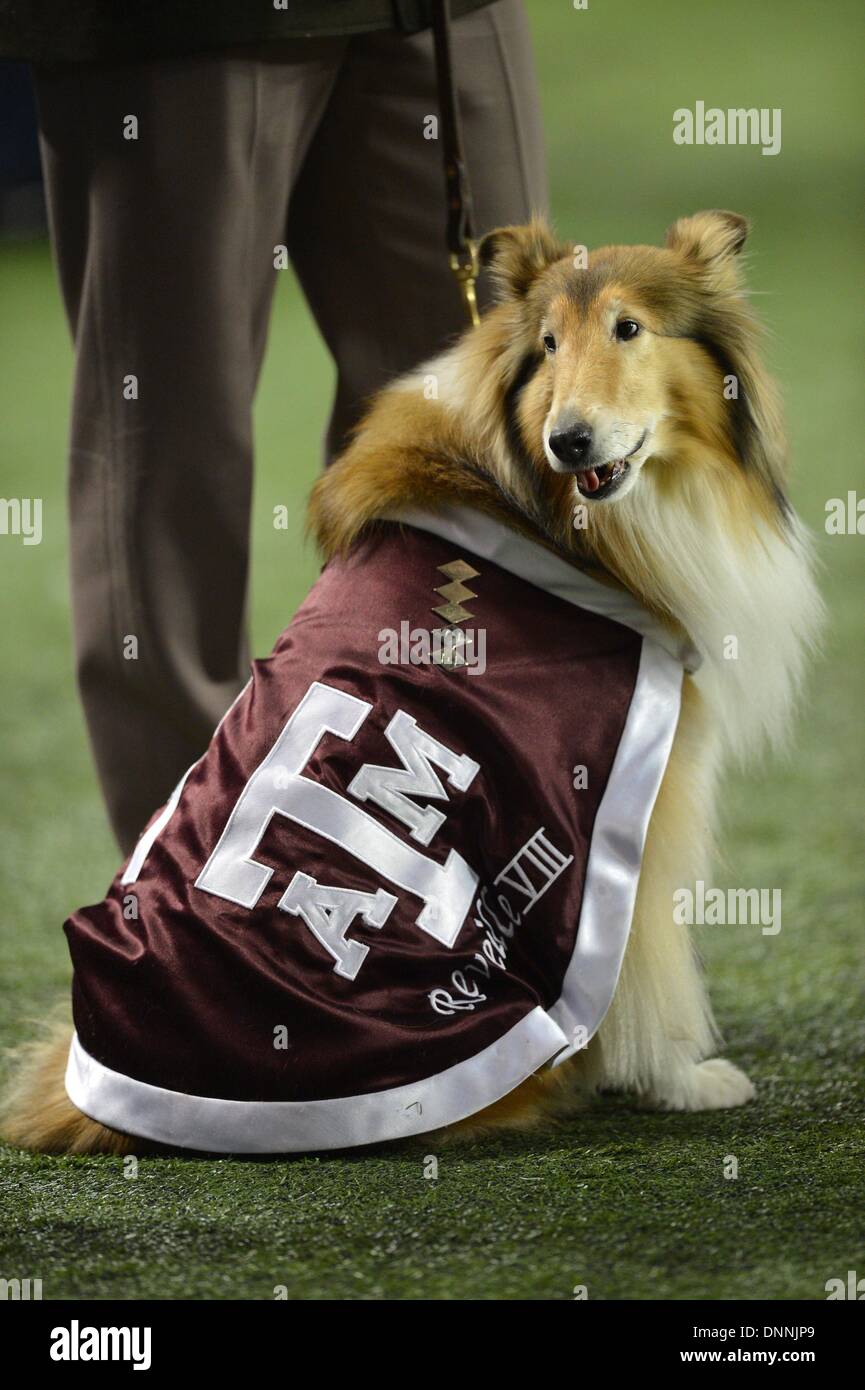 Texas a&m mascot hires stock photography and images Alamy