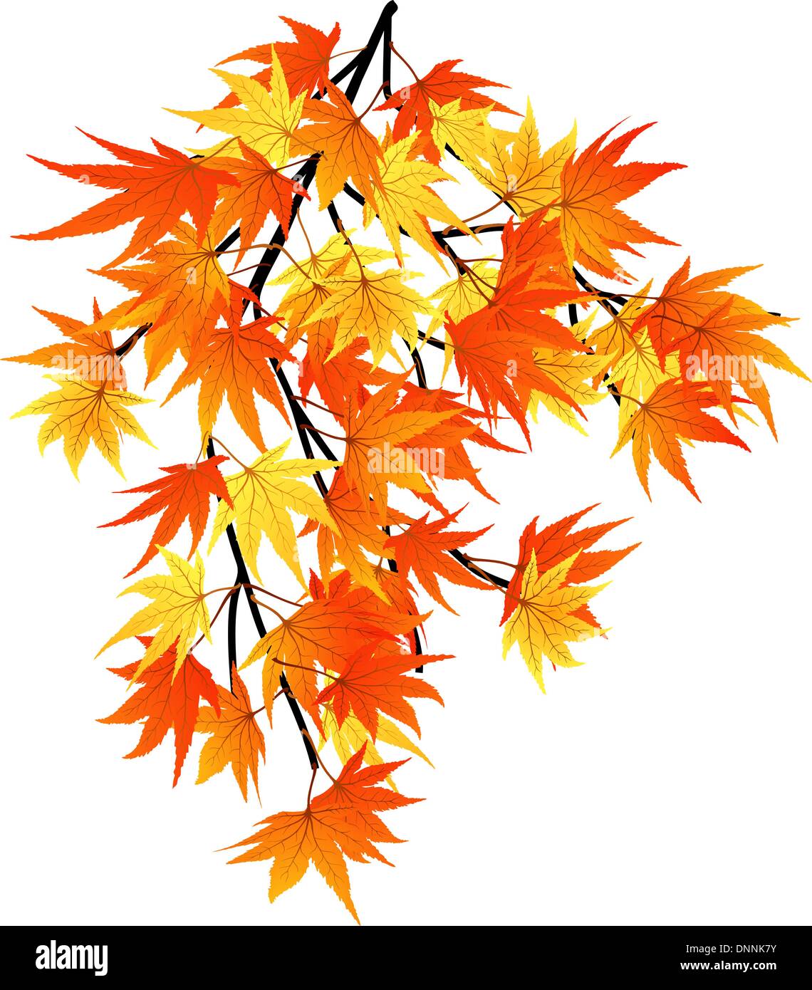 Twisted row of autumn maples leaves. Vector illustration Stock Vector ...