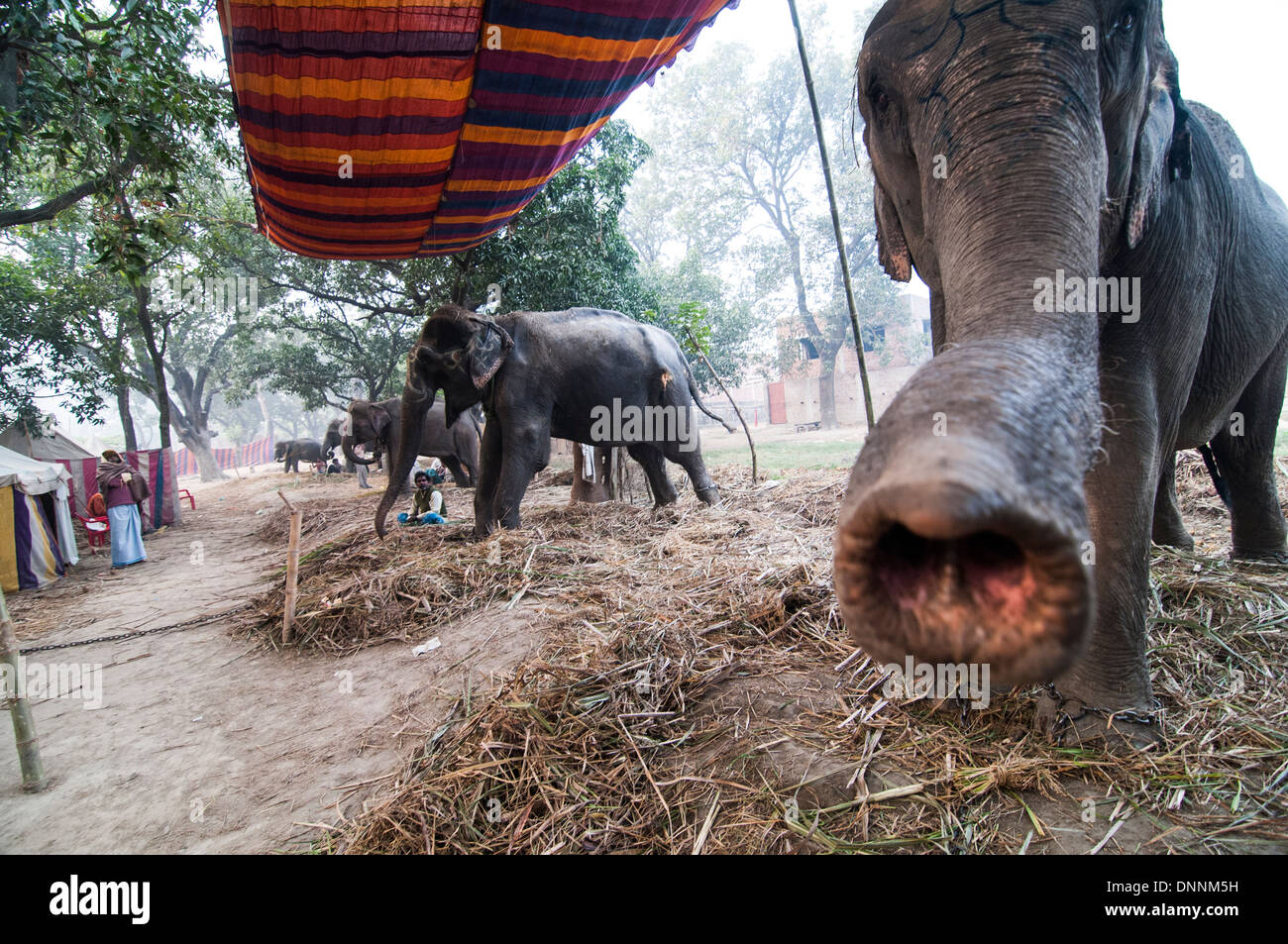 Elephant market in Sonepur. The big cattle / elephant market takes place  every November during the Sonepur mela Stock Photo - Alamy