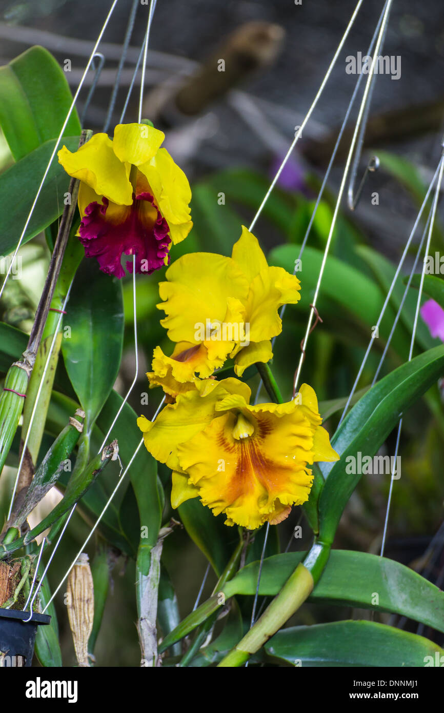Yellow Cattleya Orchid Stock Photo