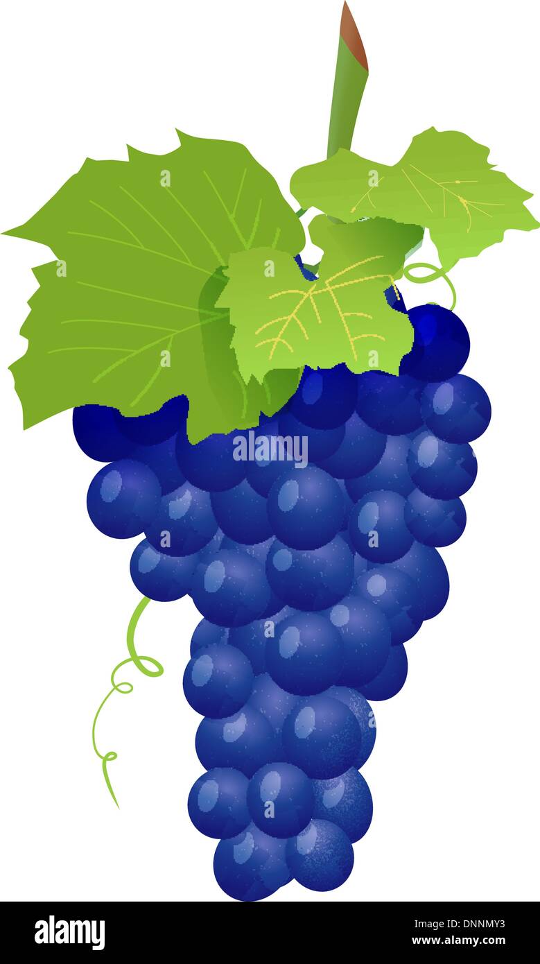 Grape cluster isolated on white. Vector illustration Stock Vector Image