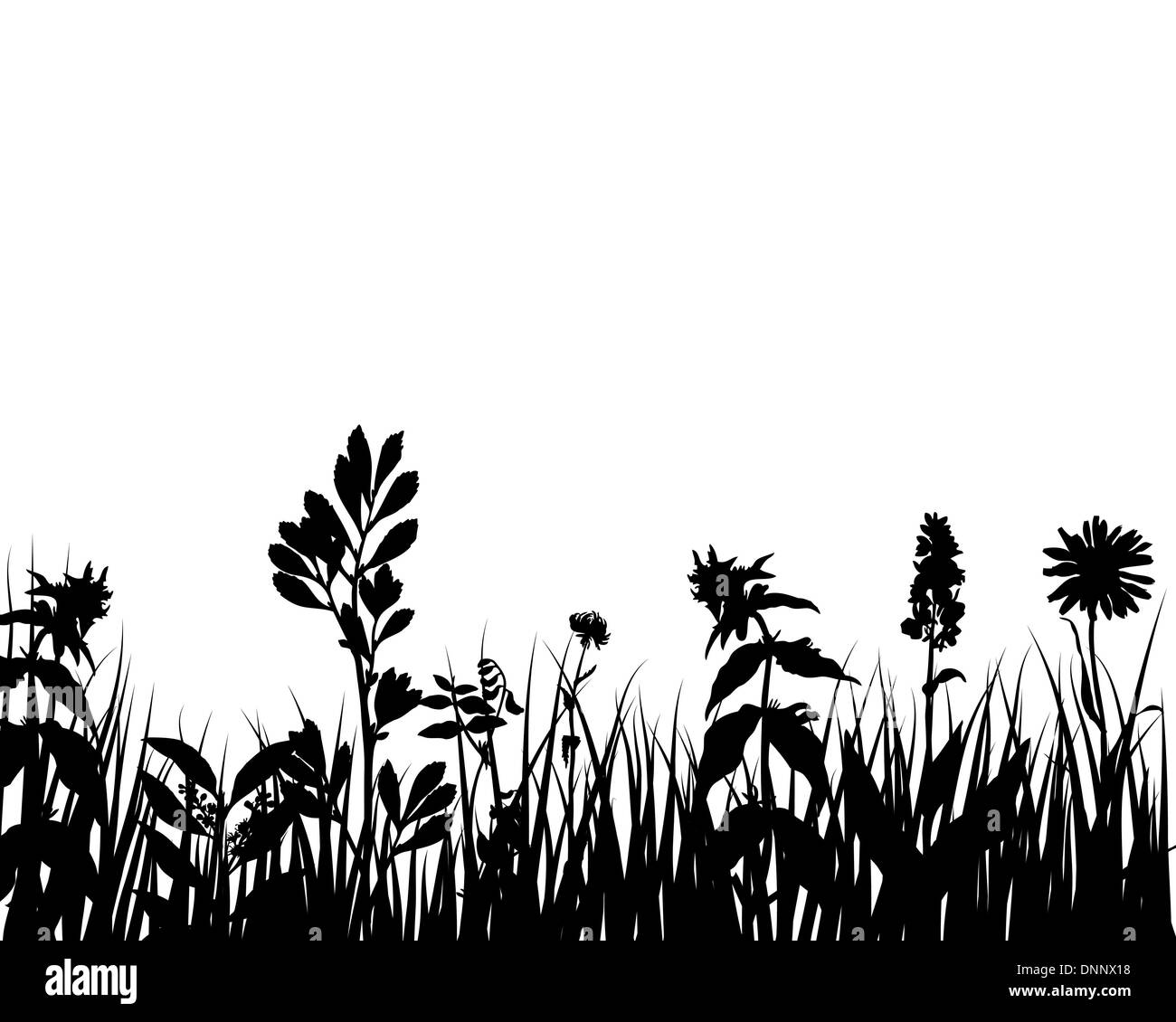 Grass silhouettes ornate on the white background Stock Vector Image & Art Alamy