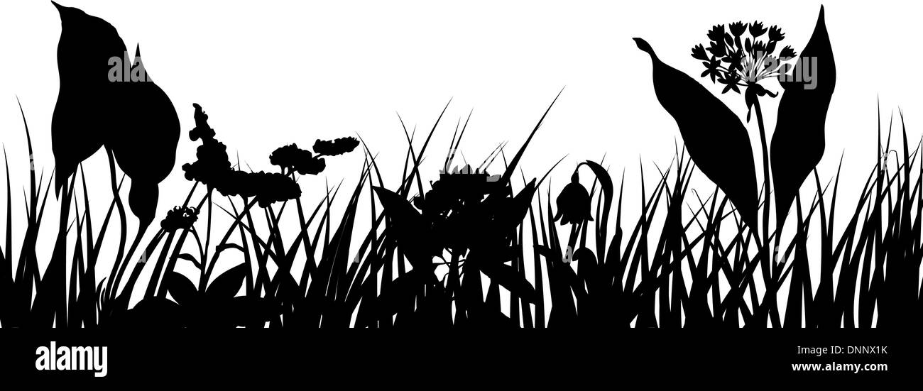 Grass silhouettes ornate on the white background Stock Vector Image & Art Alamy