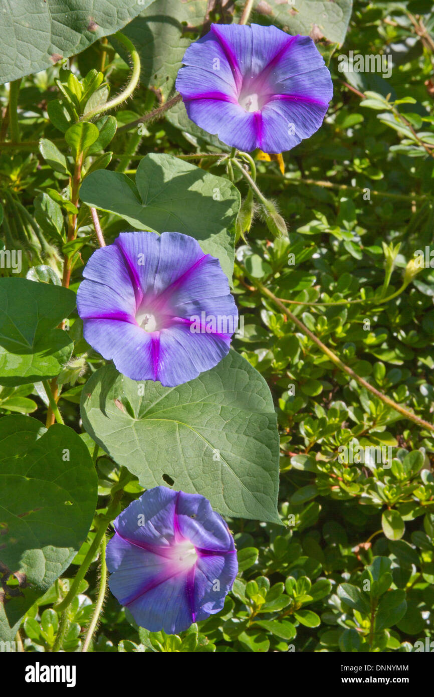 Thriving purple and magenta morning glory flowers Stock Photo