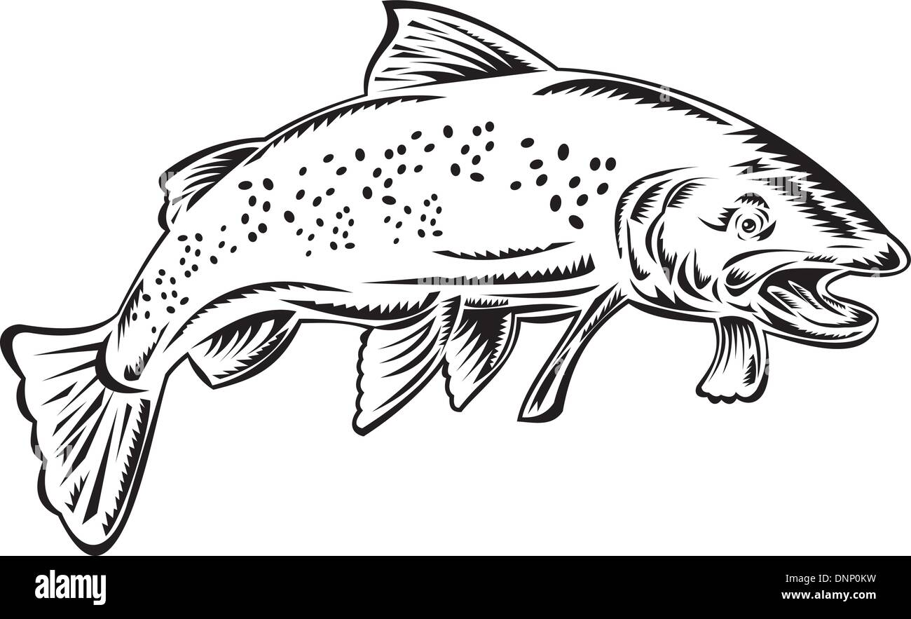 illustration of a trout fish jumping done in retro style on isolated