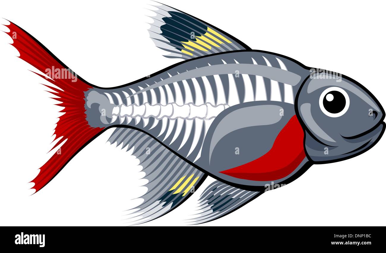 An illustration of a cute x-ray tetra cartoon fish Stock Vector