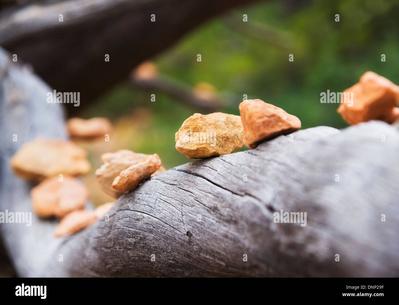 USA, Utah, Bryce Canyon, Stones lined up on old branch Stock Photo - Alamy