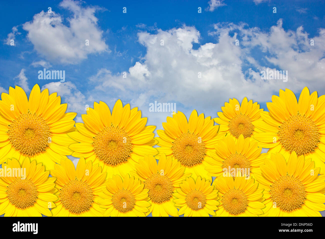 Blue yellow summer flower border hi-res stock photography and images ...