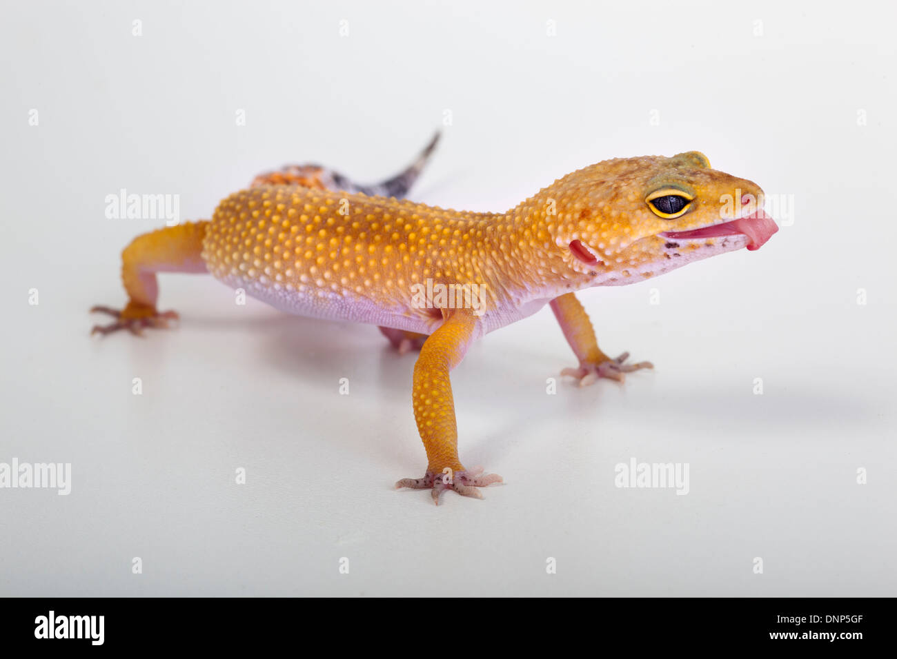 Leopard Gecko Eublepharis macularis cutout studio portrait Stock Photo