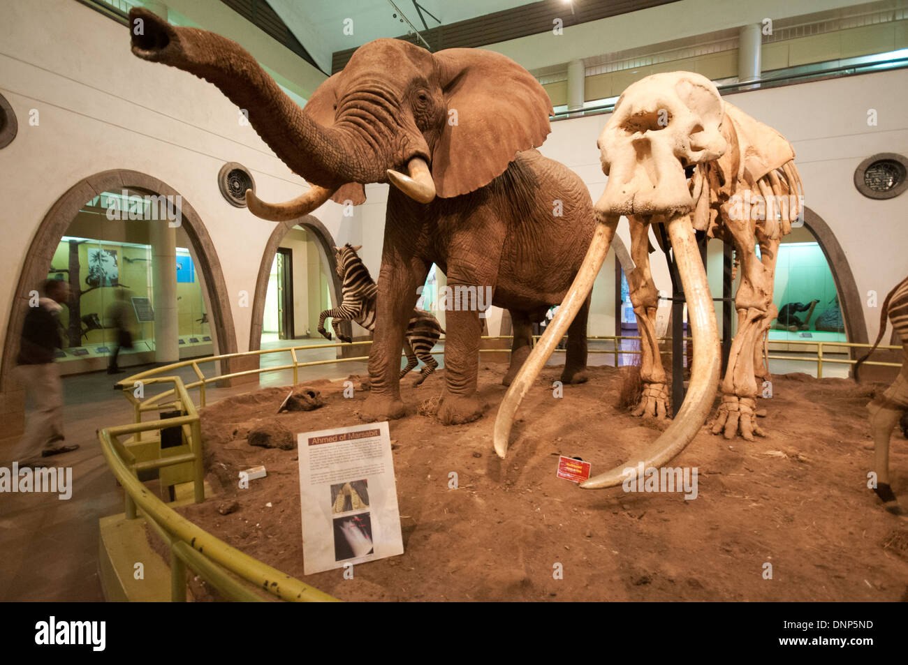 Inside Great Hall of Mammals Nairobi National Museum Kenya showing Elephant and Zebra with skeleton of famous elephant Ahmed Stock Photo