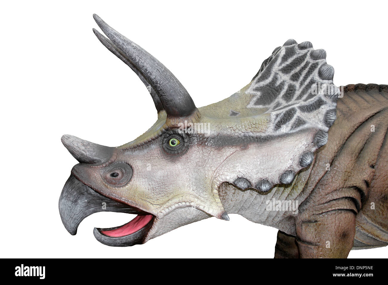 Triceratops Head Model Side View Stock Photo